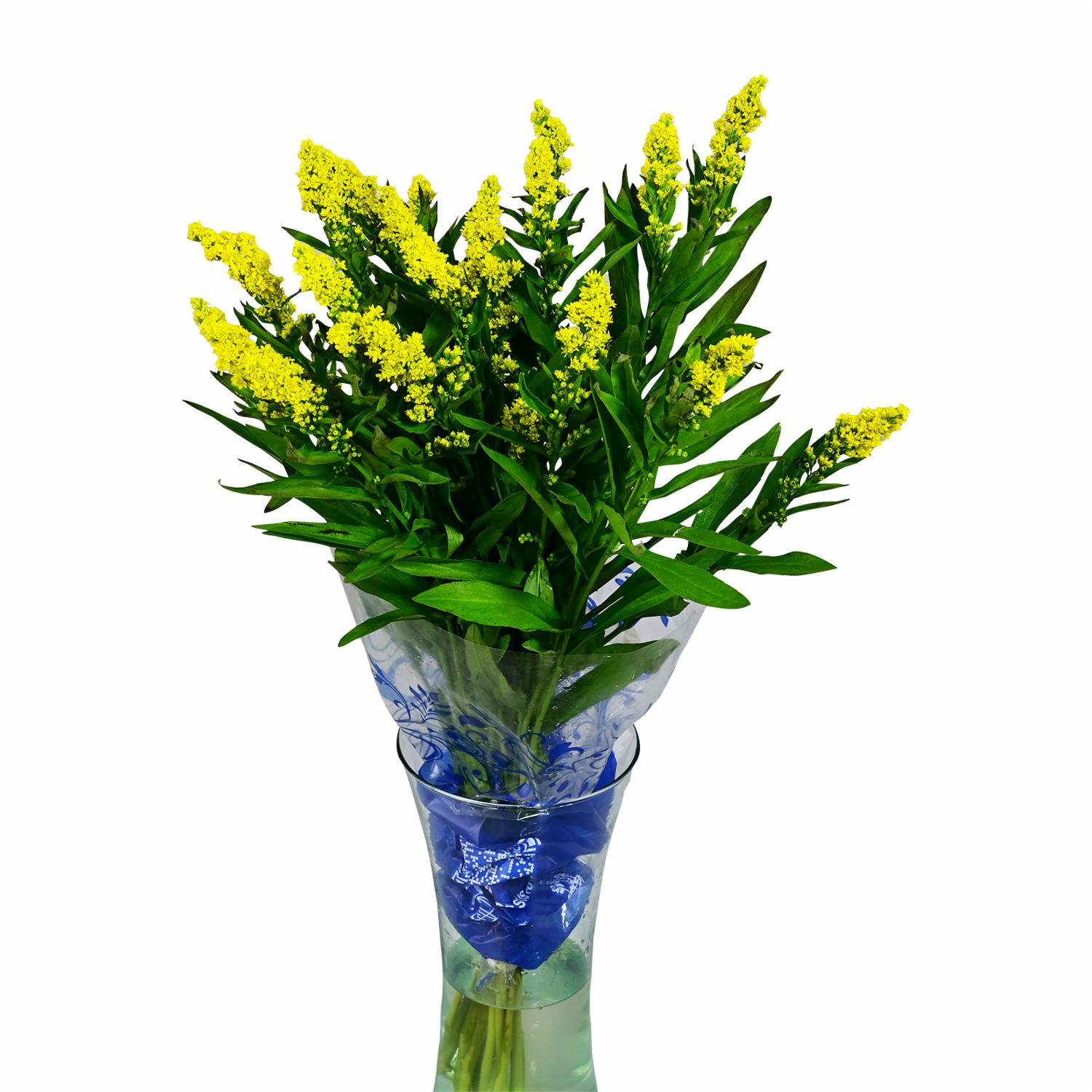 Flor Solidago Bouquet ECUABOUQUETS X 10 Tallos