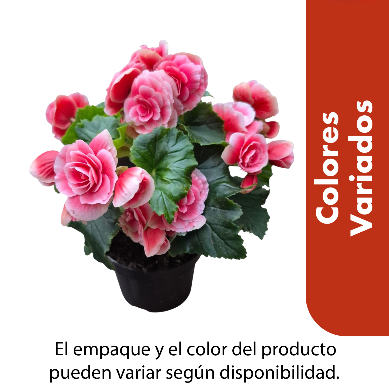 Begonia Elatior Colores Variados MULTIFLOR Unidad