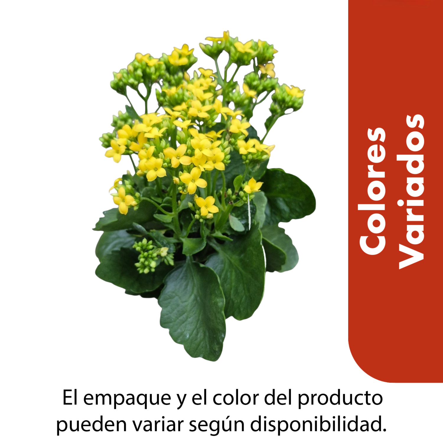 Kalanchoa Colores Variados MULTIFLOR 13 Cm