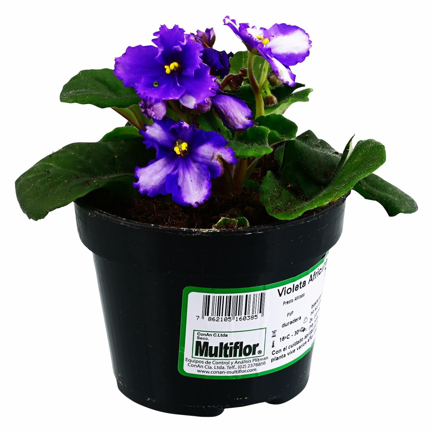 Violetas Planta MULTIFLOR Unidad