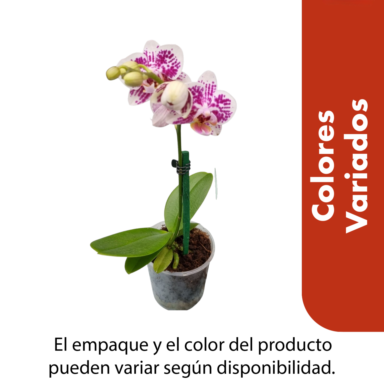 Mini Orquídea Colores Variados MULTIFLOR Unidad