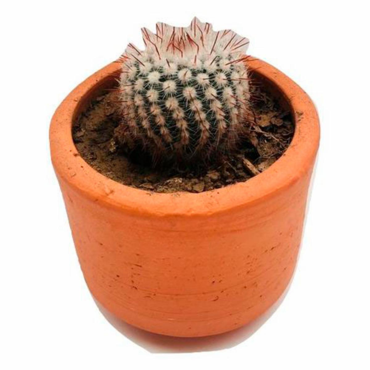 Cactus Planta Injerto MULTIFLOR 9 Cm