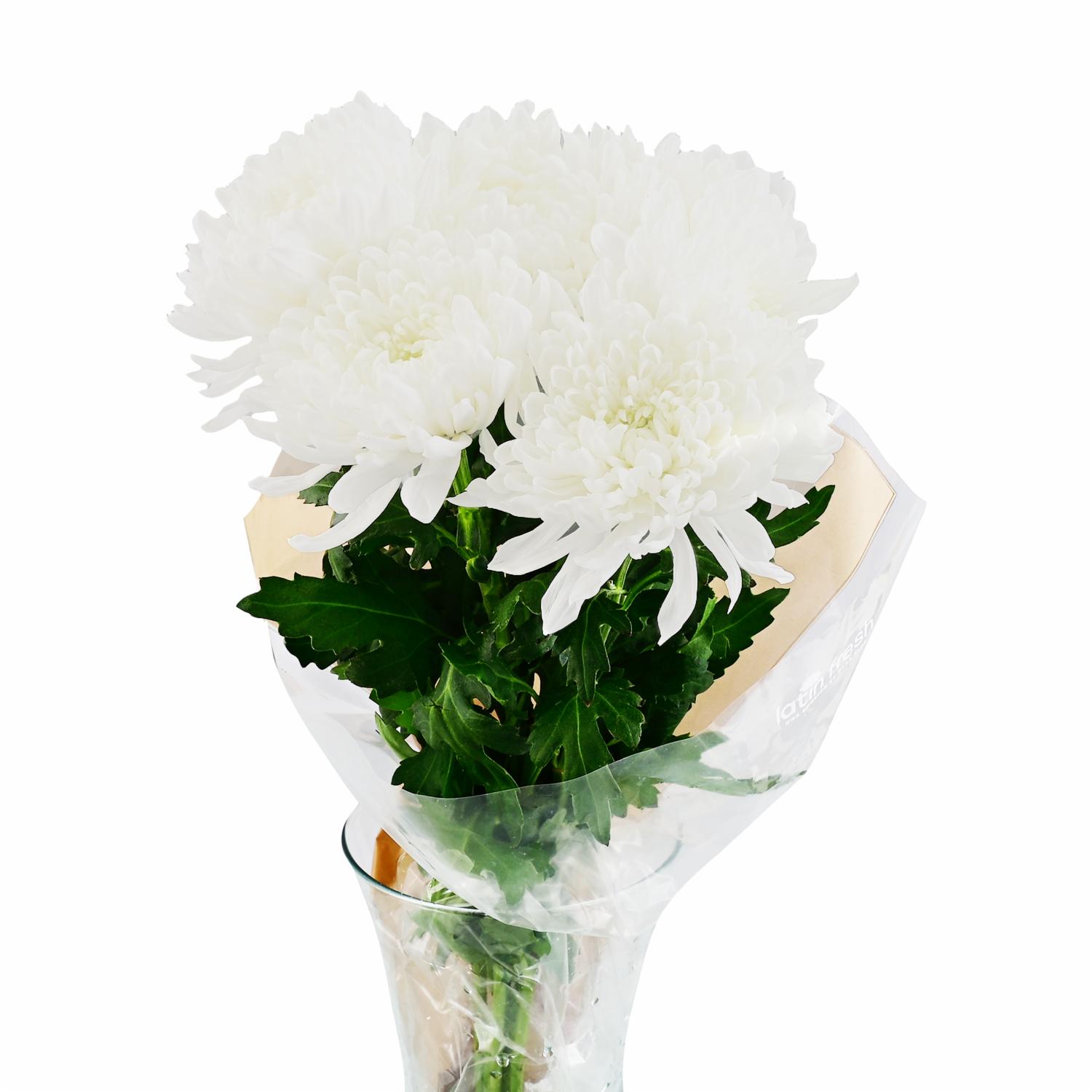 Crisantemos Blancos LATIN FRESH X6 Tallos