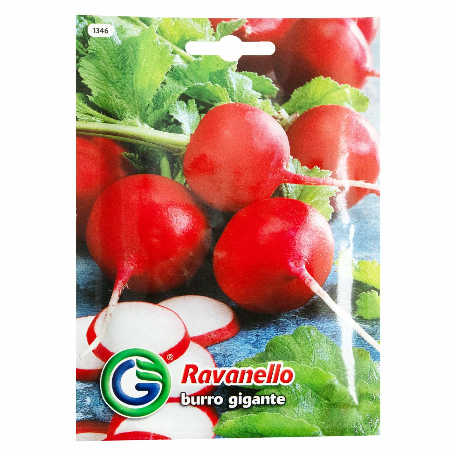 Semillas De Rábano Gigante GALASSI SEMENTI 12 g