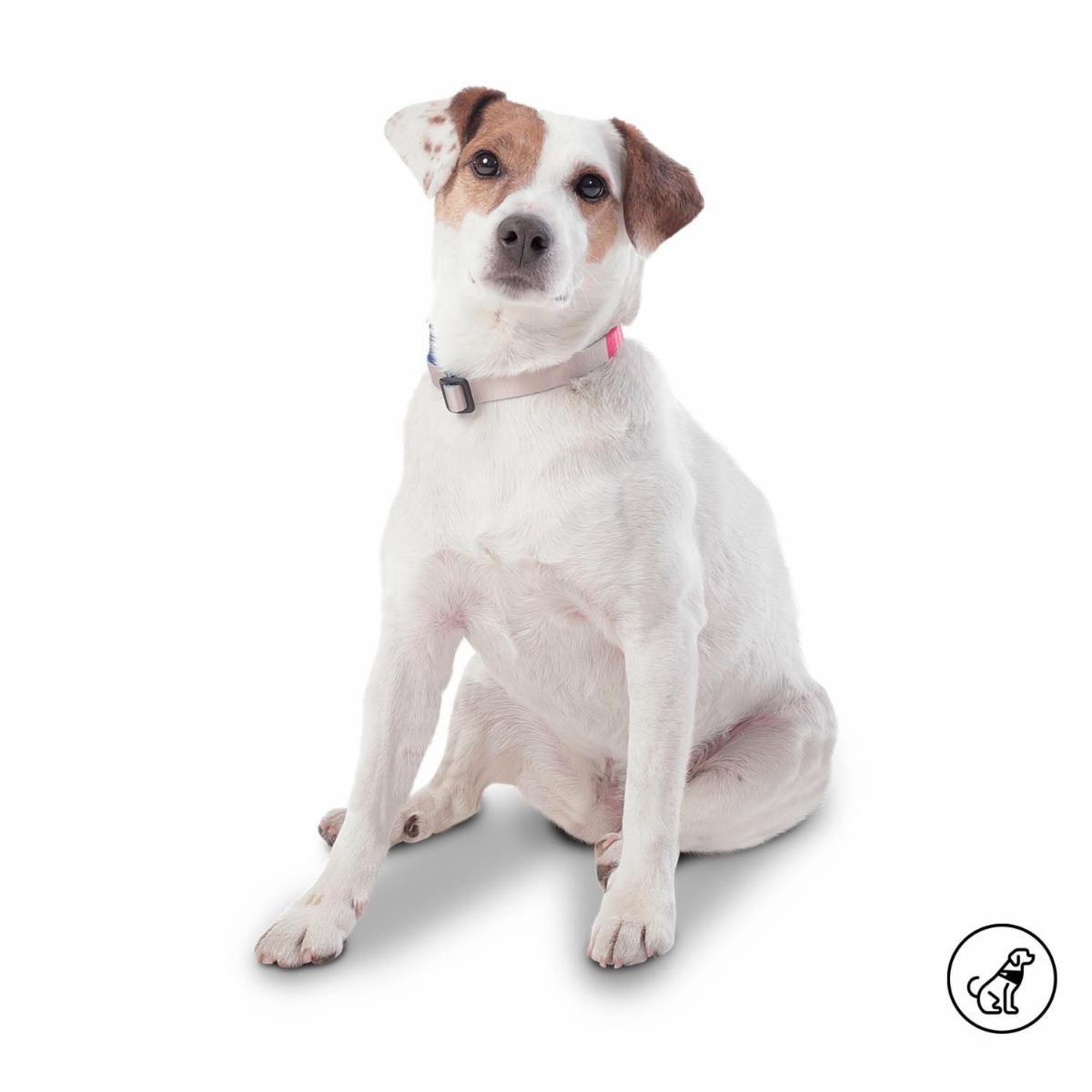 Collar De Mascota Ajustable Mylu TOTTO PET´S Talla Pequeño