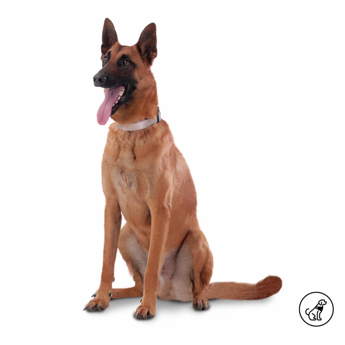 Collar De Mascota Ajustable Mylu TOTTO PET´S Talla Grande
