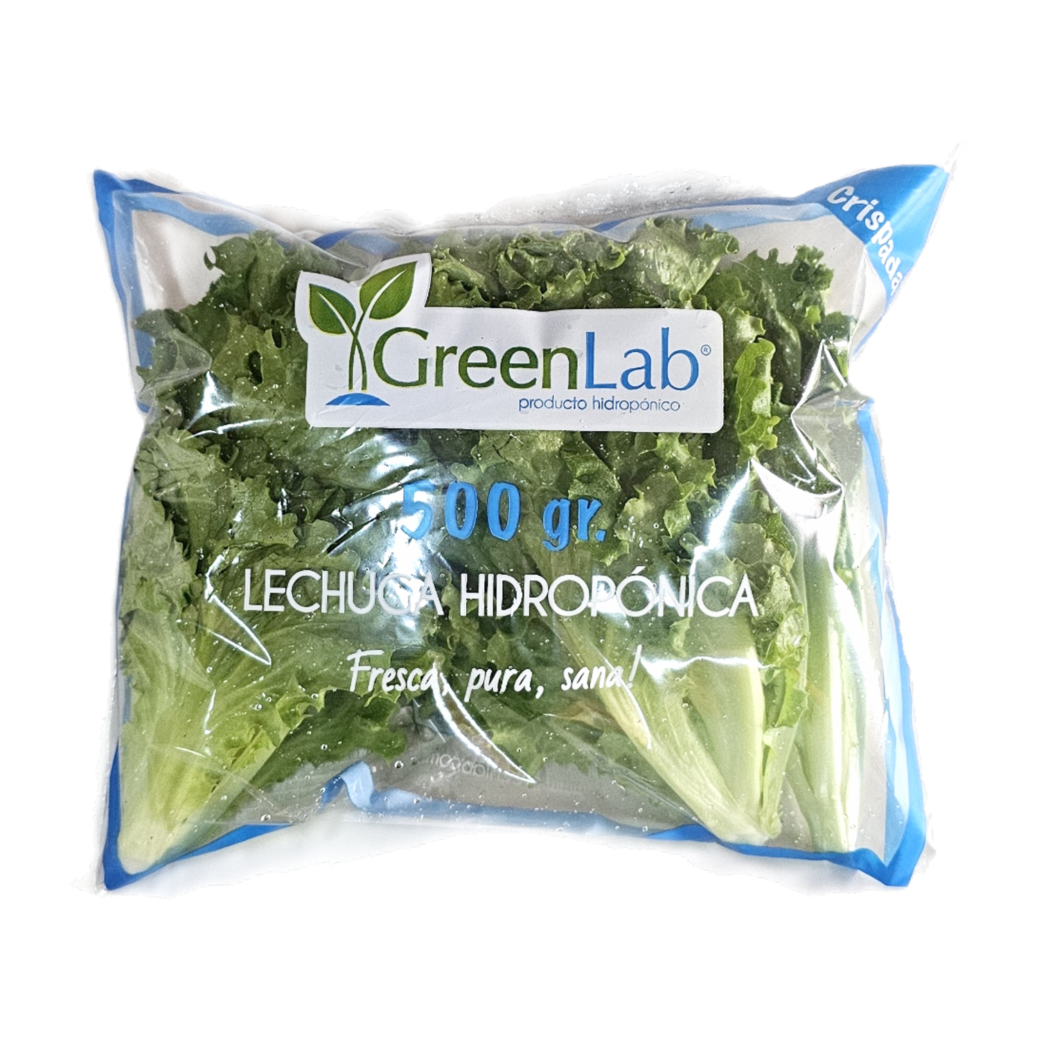 Lechuga Crespa Hidropónica Crispada GREENLAB 500 G