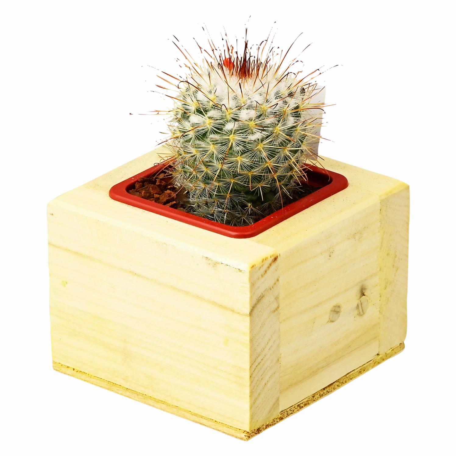 Cactus Caja Ecológica INVERNADERO ARCOIRIS Pequeña