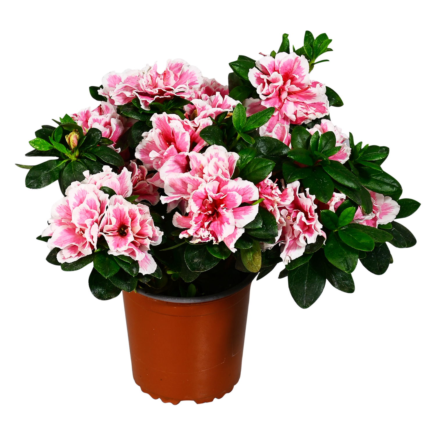 Azalea Planta ECUABOUQUETS Unidad