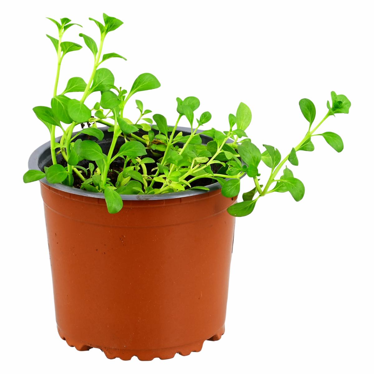 Menta Fresca ECUABOUQUETS Unidad
