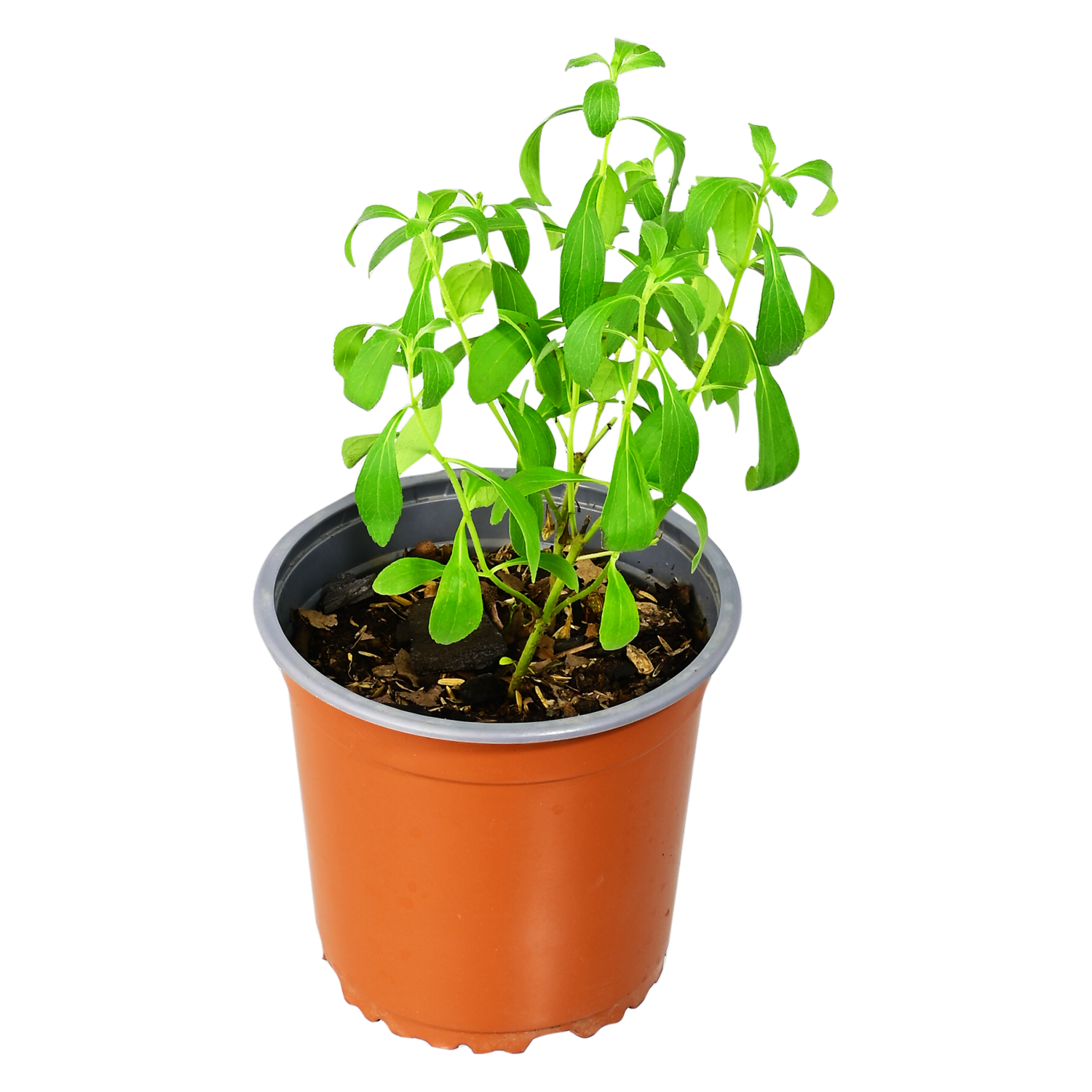 Planta Stevia ECUABOUQUETS Unidad