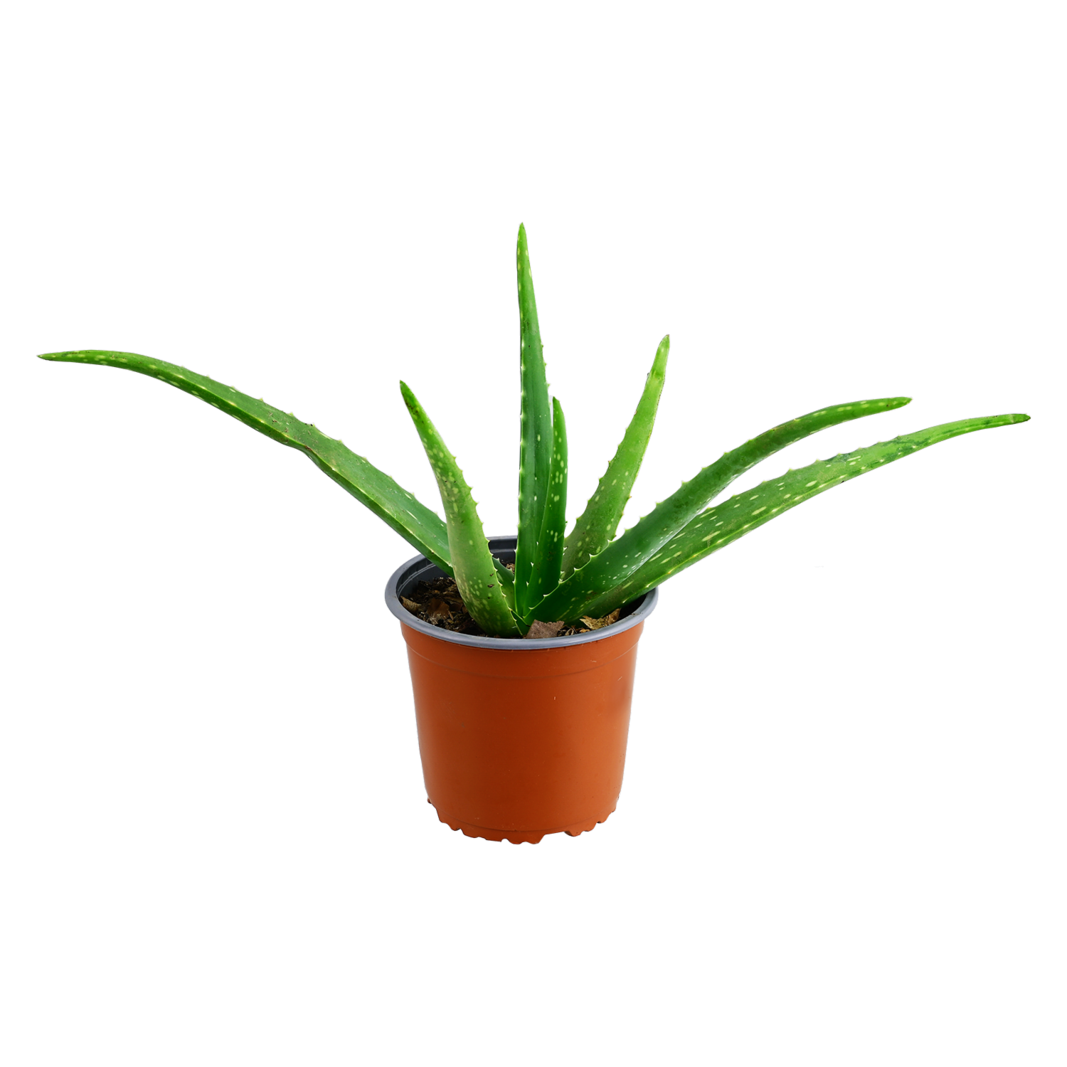 Planta De Sábila ECUABOUQUETS Unidad
