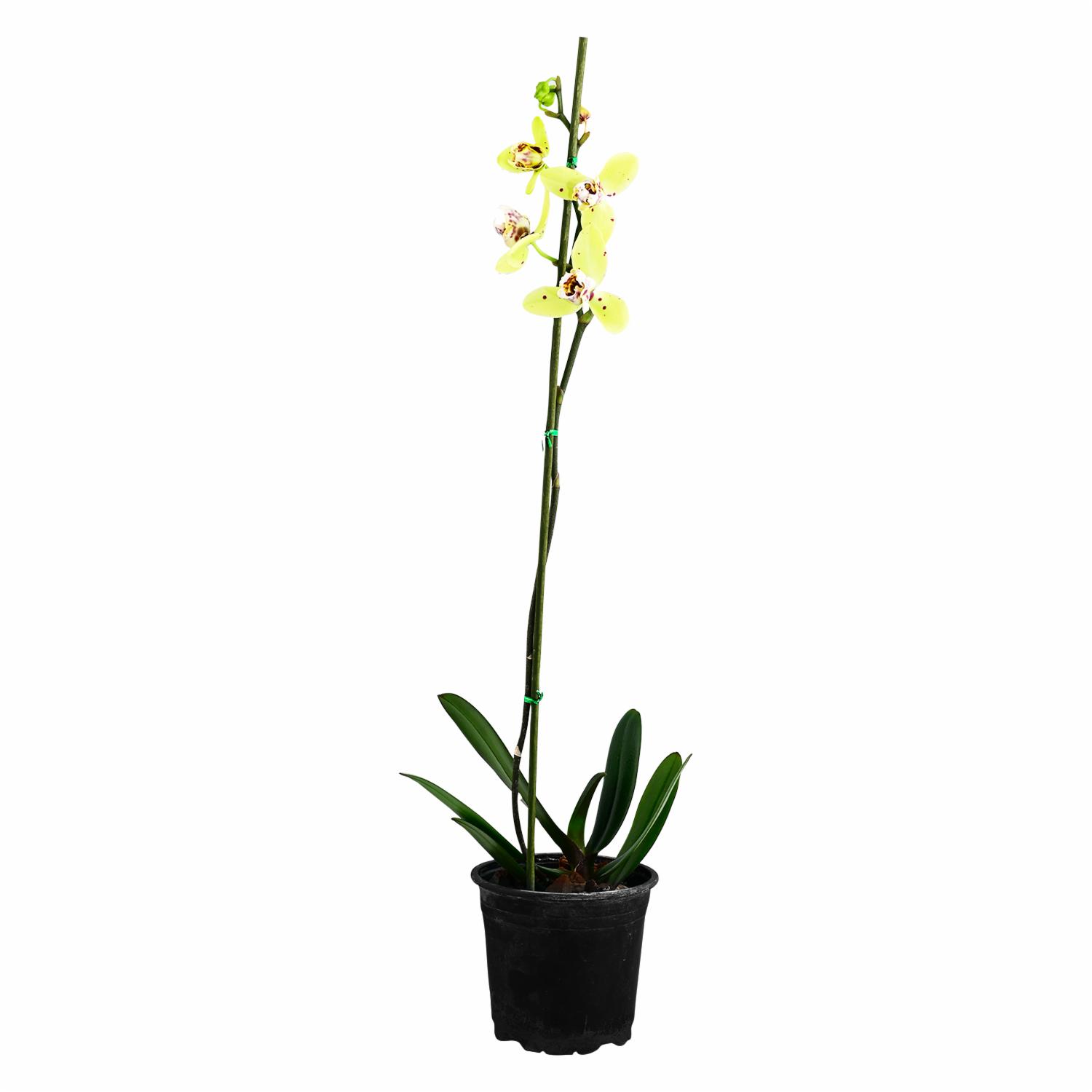 Orquídea Premium ECUABOUQUETS Unidad