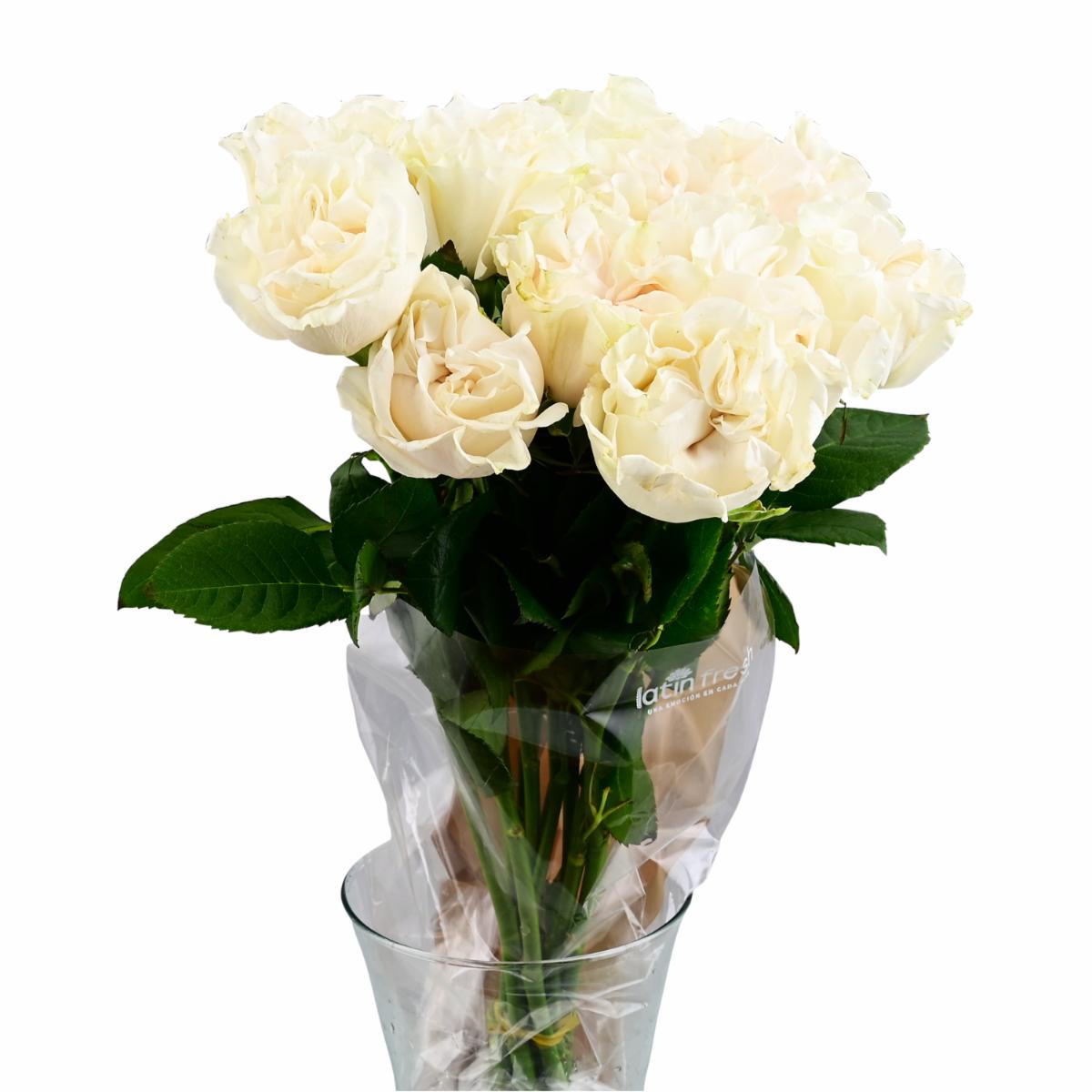 Rosa Blanca LATIN FRESH x 12 Tallos