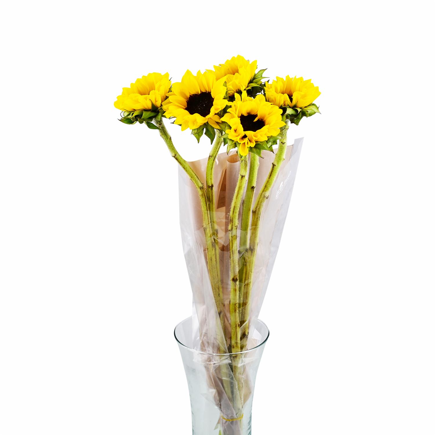 Girasol Tallos LATIN FRESH X 5 Uds