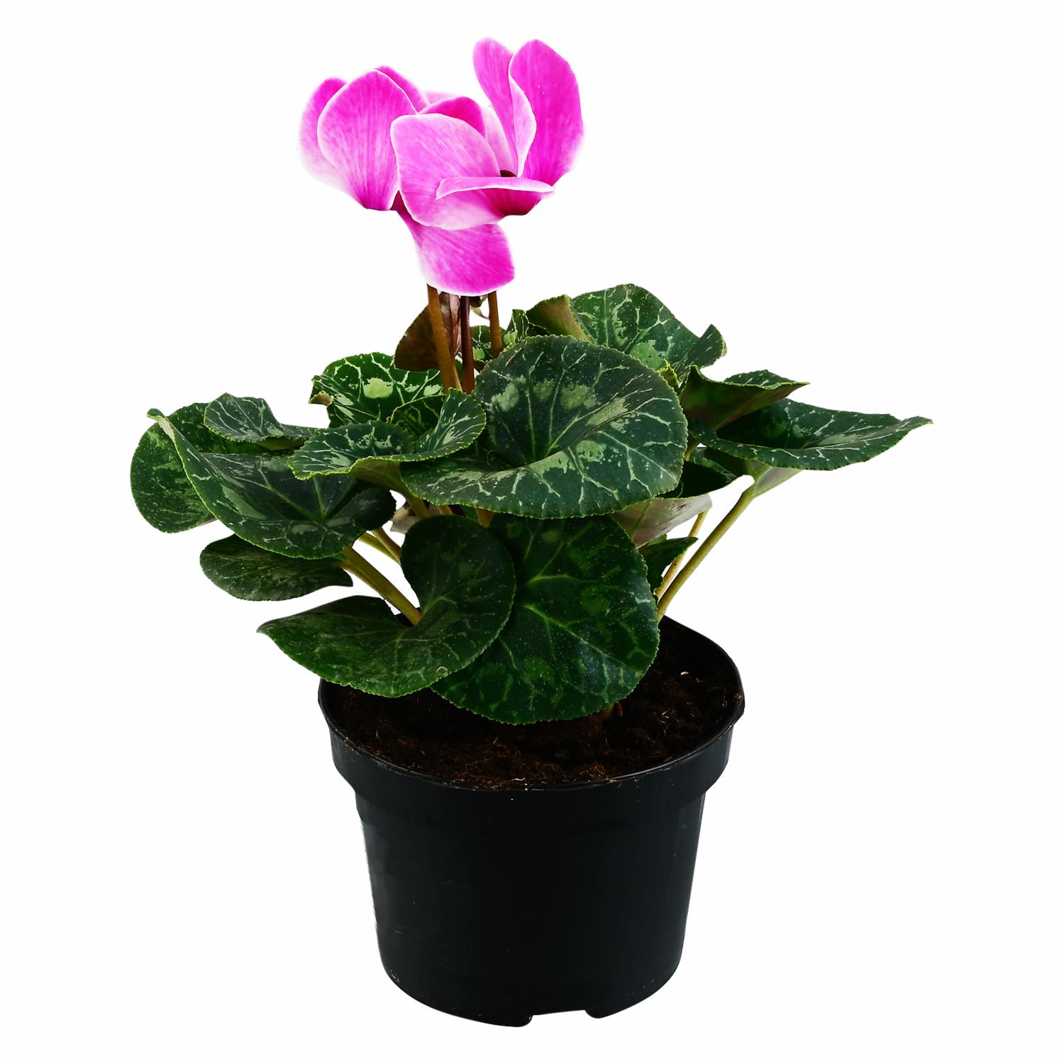 Cyclamen Planta MULTIFLOR Unidad