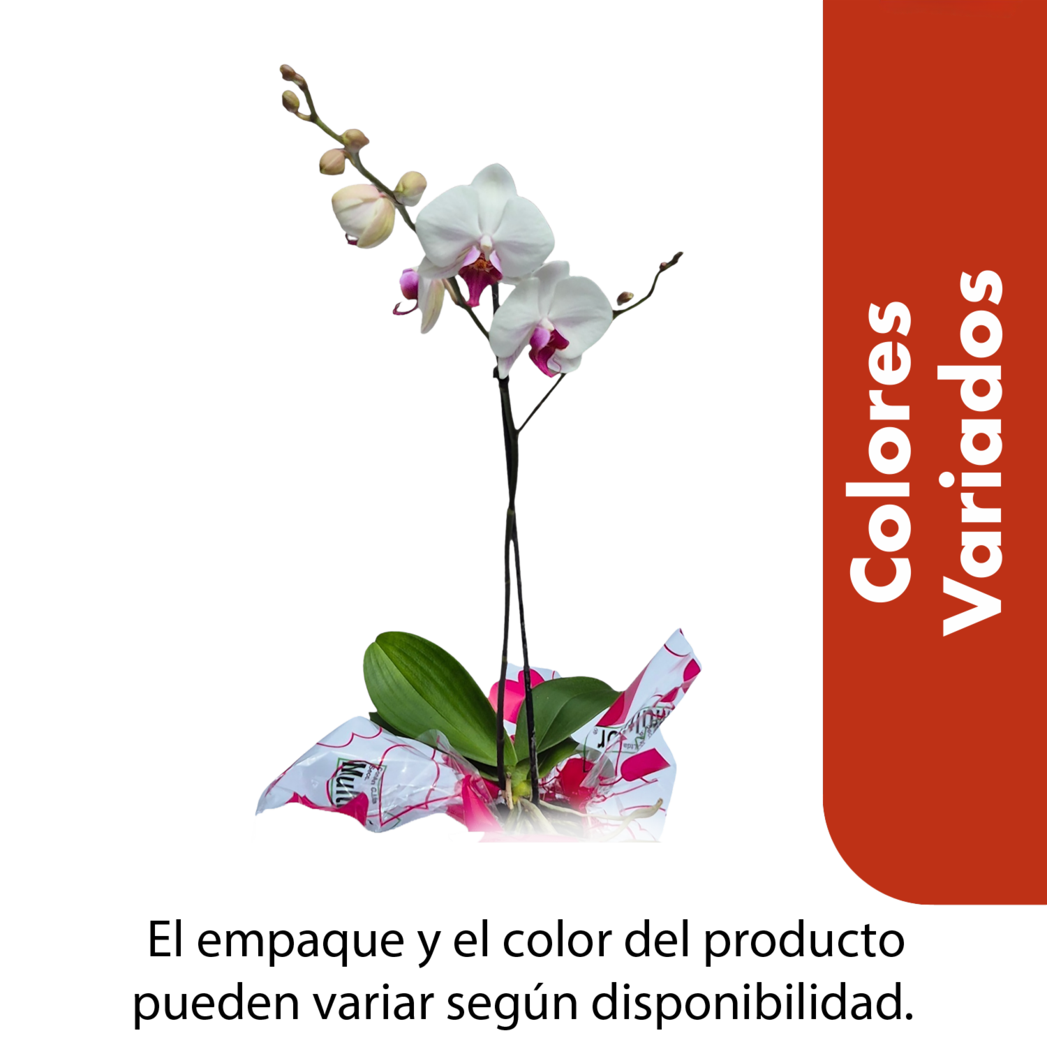 Orquídea Colores Variados CONAN Unidad