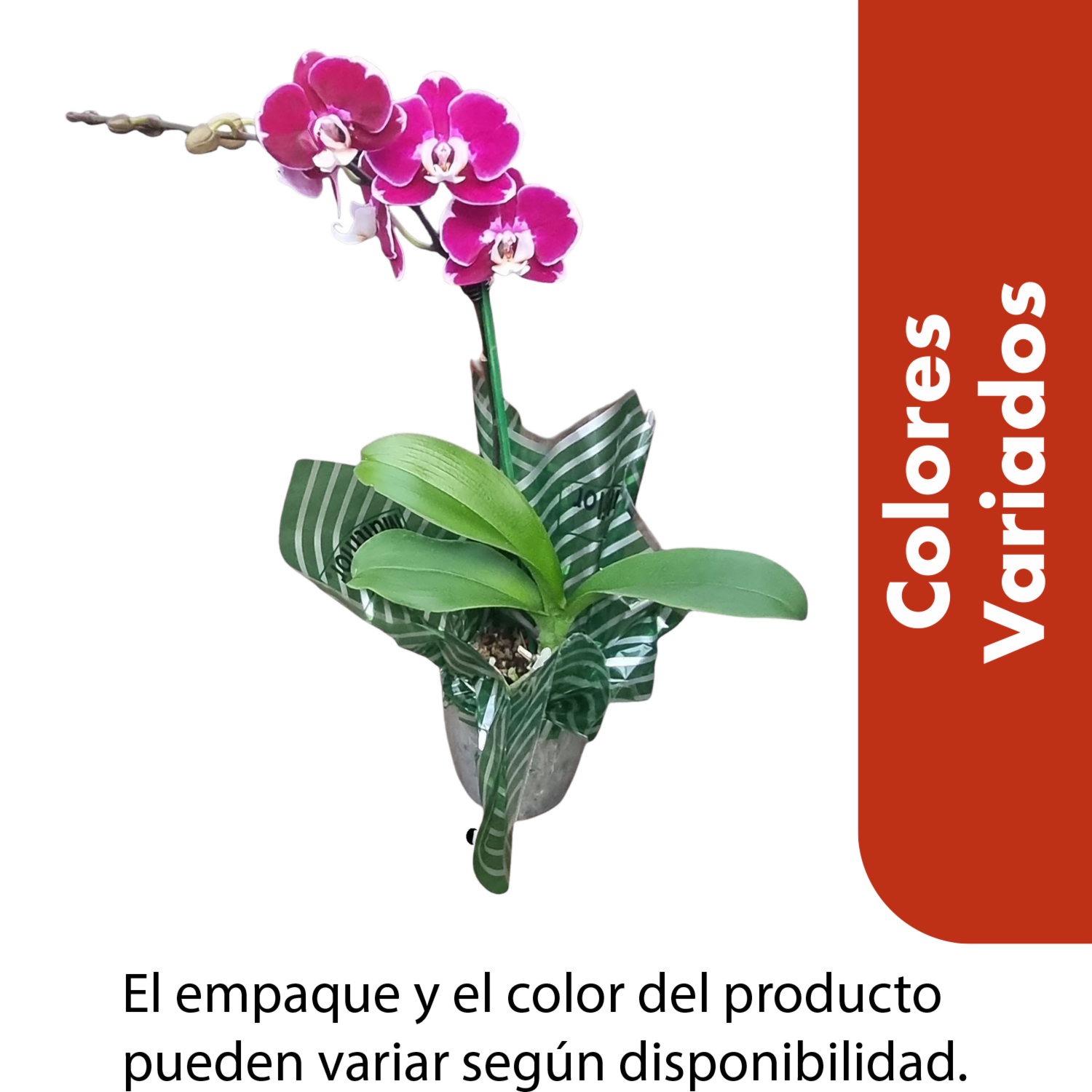 Orquídea De Puntos O Rayas Colores Variados CONAN Unidad