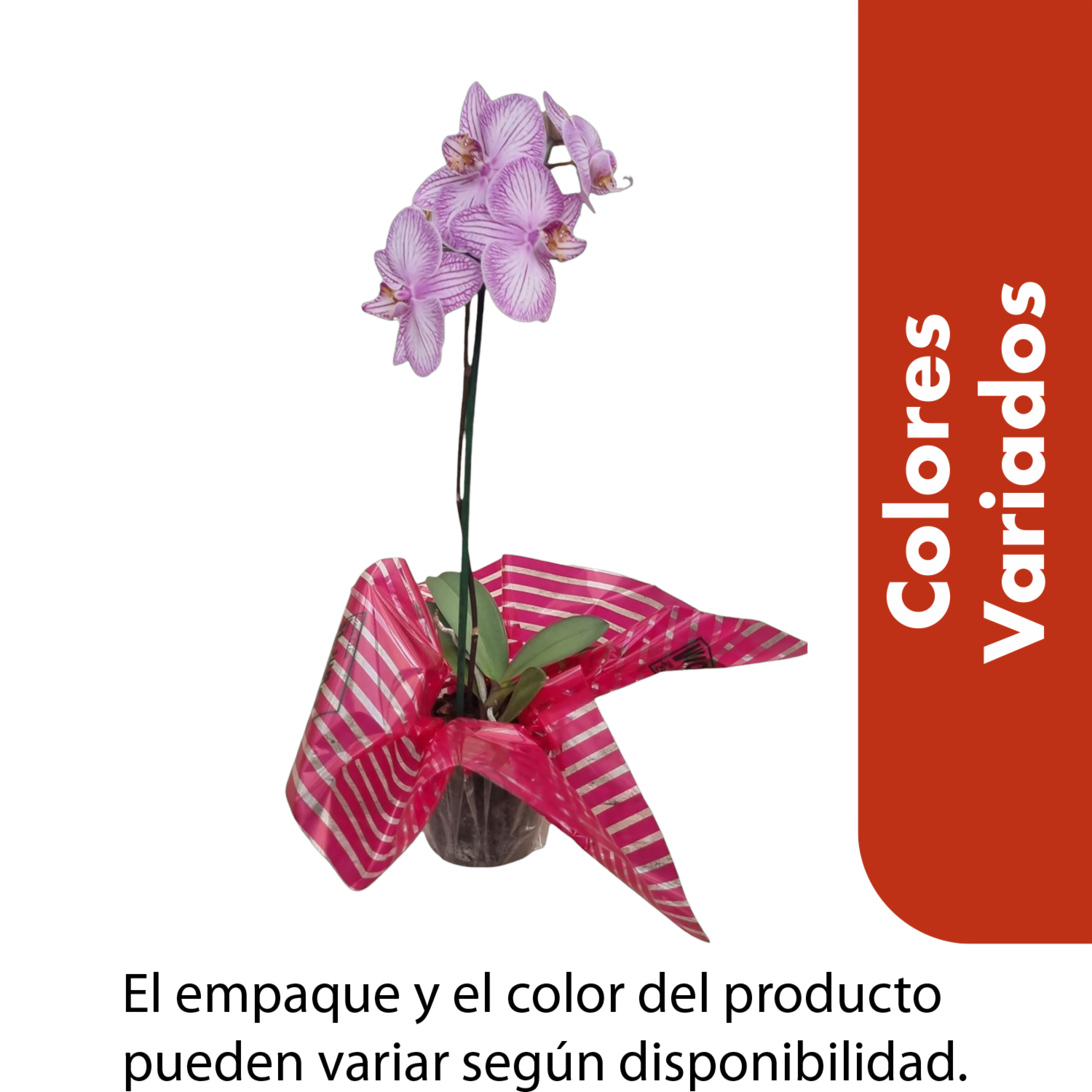 Orquídea Pequeña De Puntos O Rayas Colores Variados CONAN Unidad
