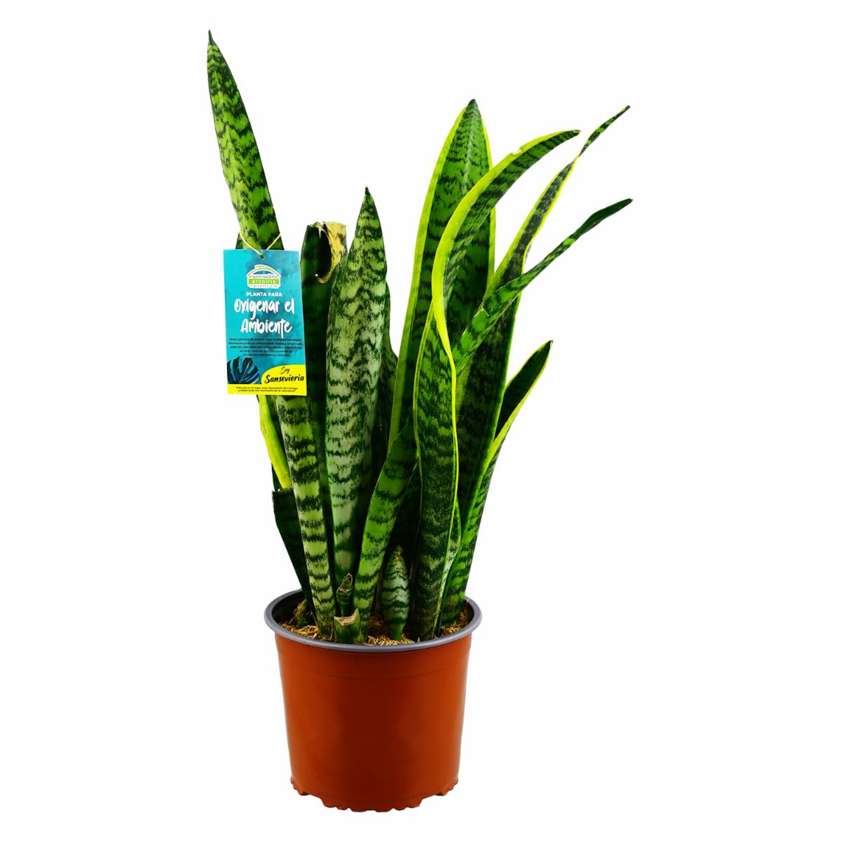 Planta Oxigenante Sanseviera DELGADO FABIOLA Unidad