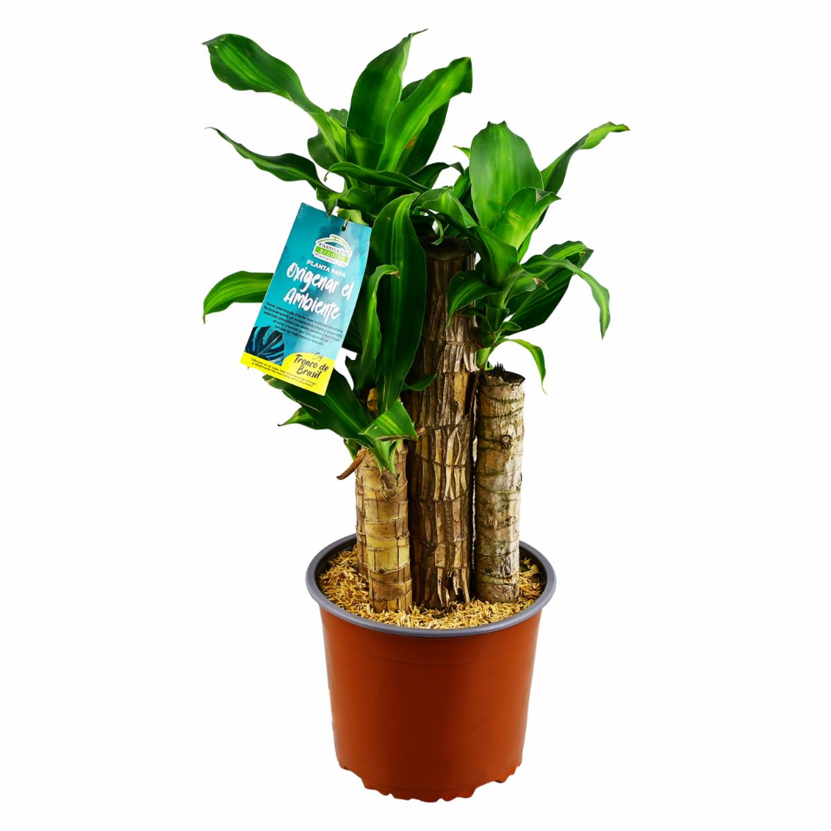 Planta Oxigenante Tronco De Brasil DELGADO FABIOLA Unidad