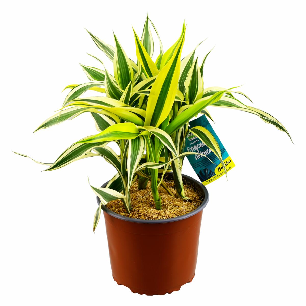 Planta Oxigenante Bambú DELGADO FABIOLA Unidad