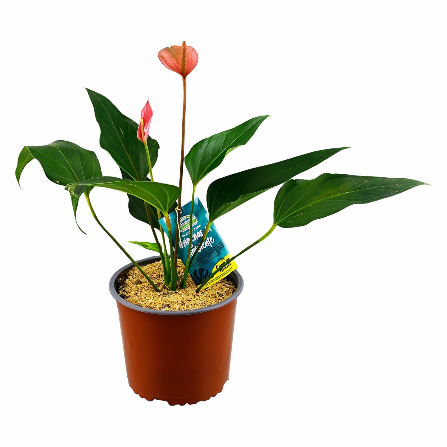 Planta Oxigenante Cuna Moisés DELGADO FABIOLA Unidad