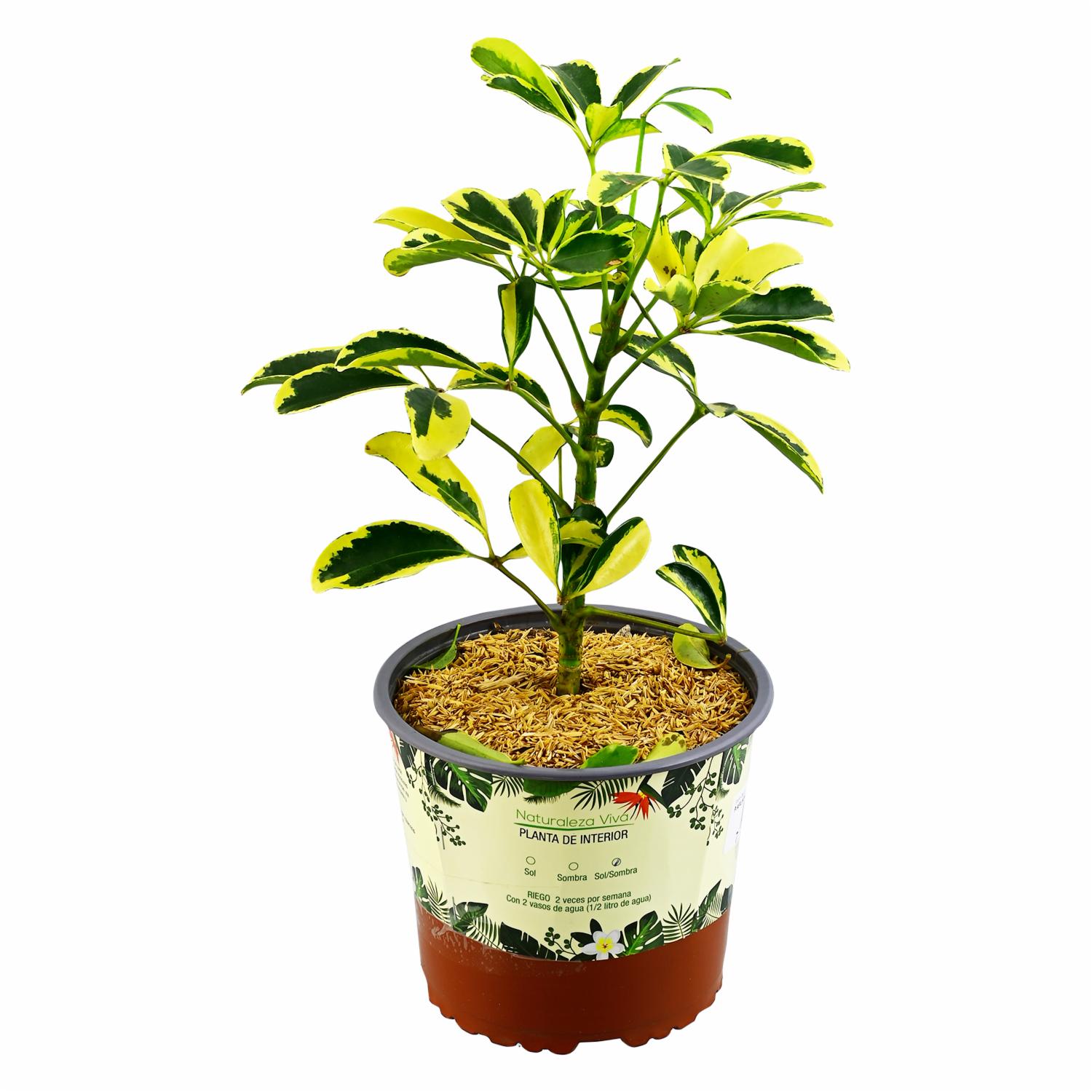 Planta Energizante Chiflera DELGADO FABIOLA Unidad
