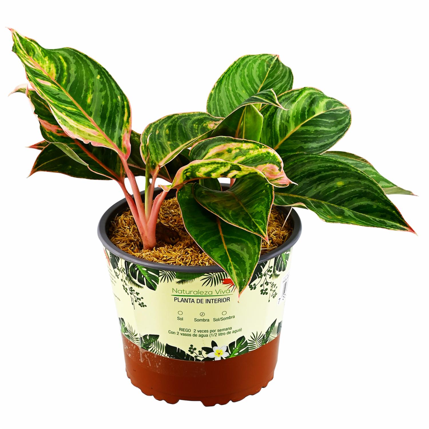 Planta Energizante Millonaria DELGADO FABIOLA Unidad