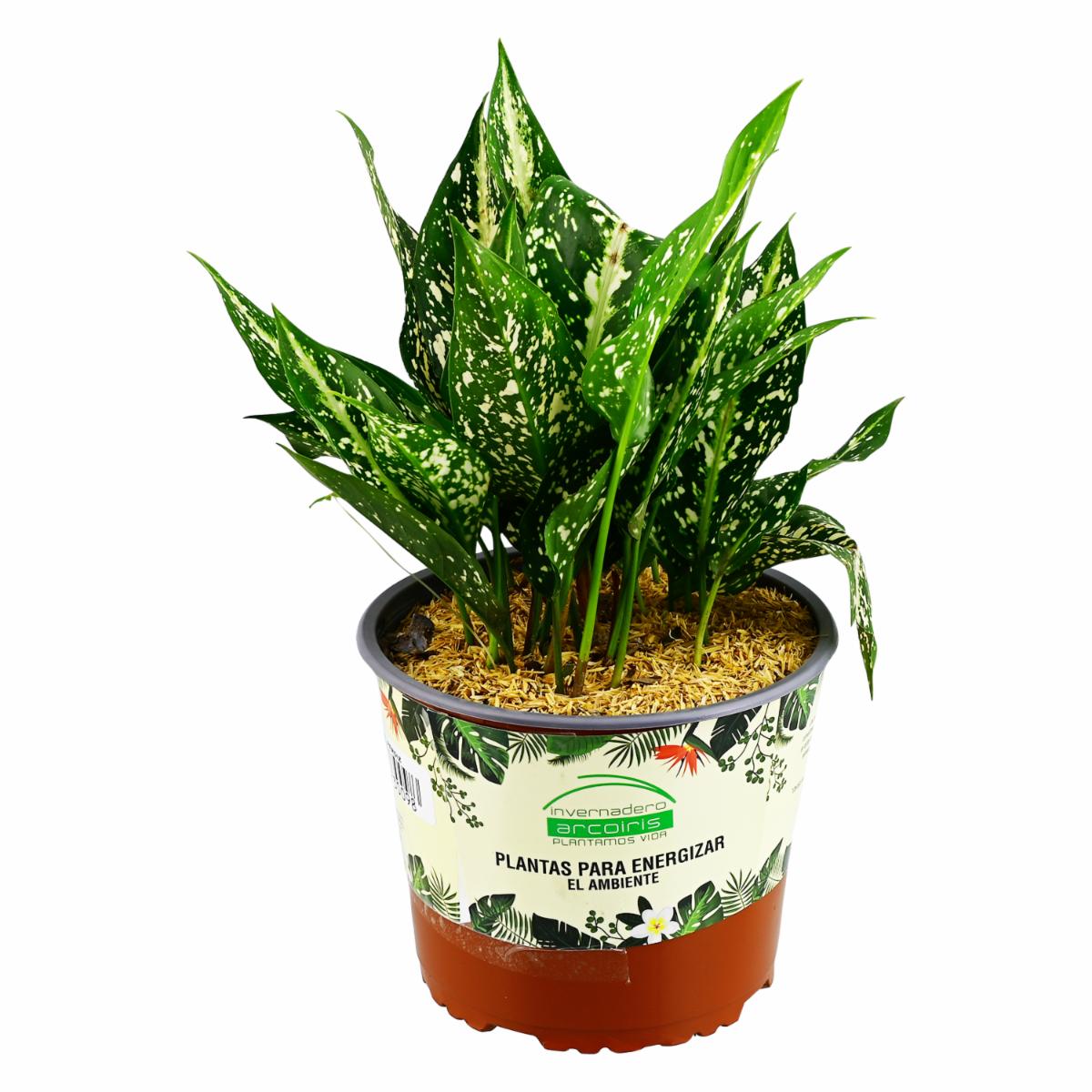 Planta Energizante Perdiz DELGADO FABIOLA Unidad