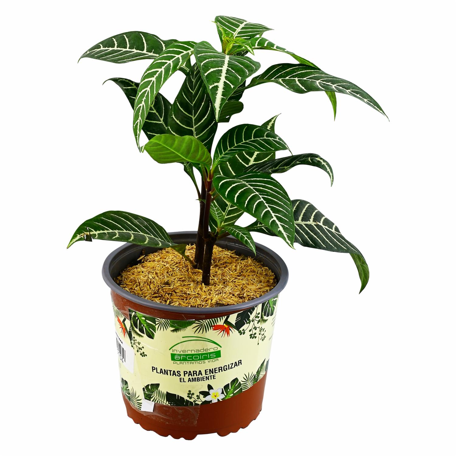 Planta Energizante Monstera DELGADO FABIOLA Unidad