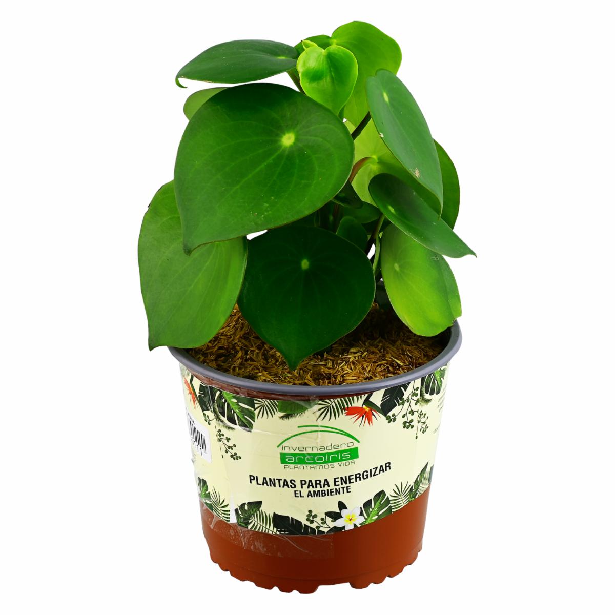 Planta Energizante Pilea DELGADO FABIOLA Unidad