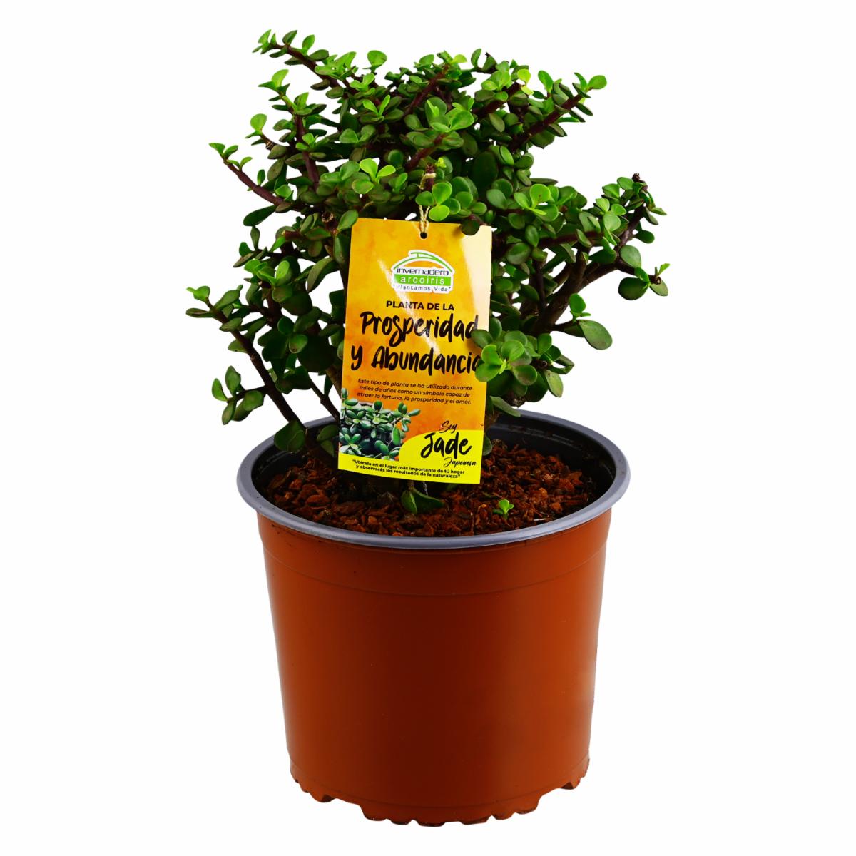 Planta Armonizante Jade Japones DELGADO FABIOLA Unidad