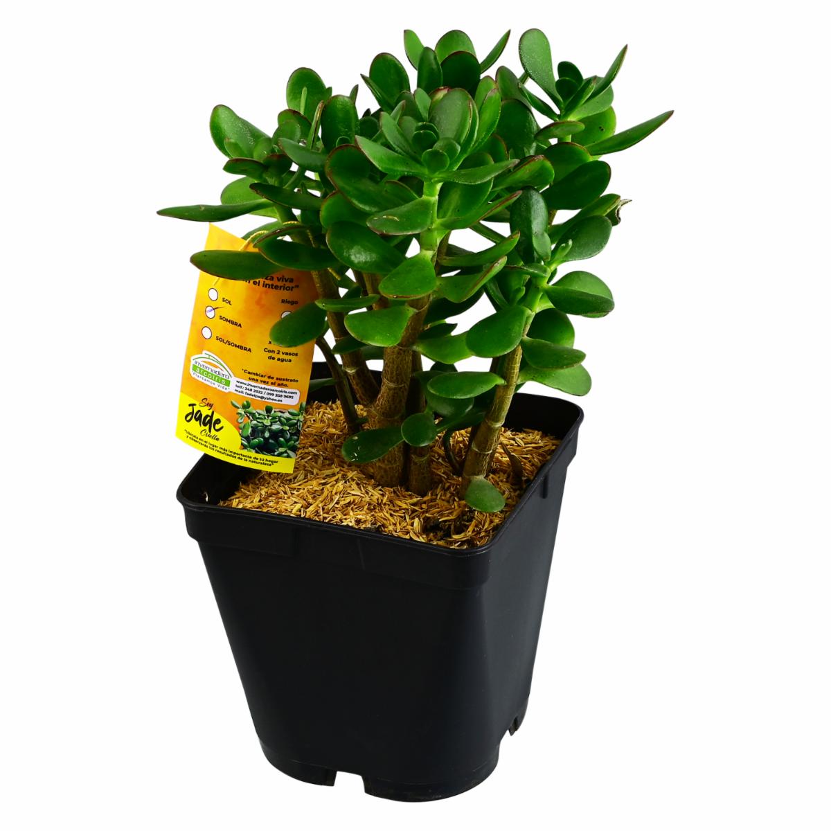 Planta Armonizante Jade Criolla DELGADO FABIOLA Unidad