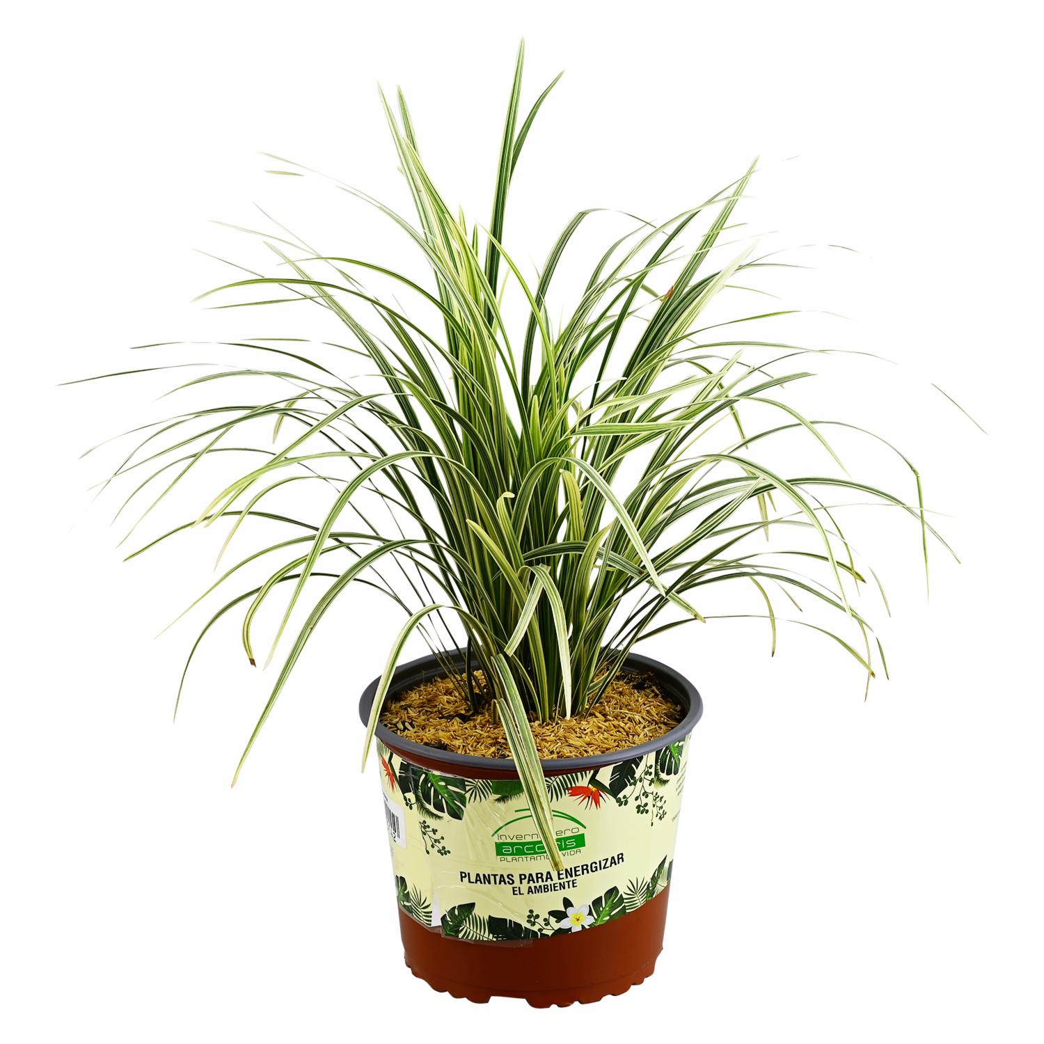 Planta Liliope DELGADO FABIOLA Unidad