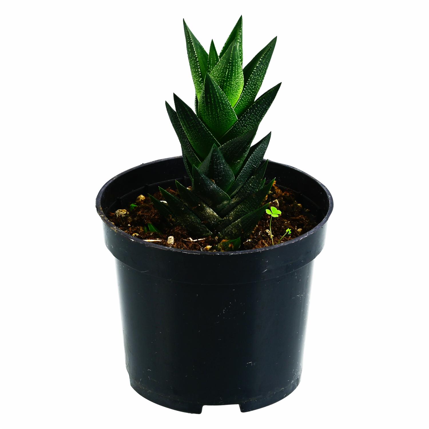 Cactus Selecto MULTIFLOR Unidad