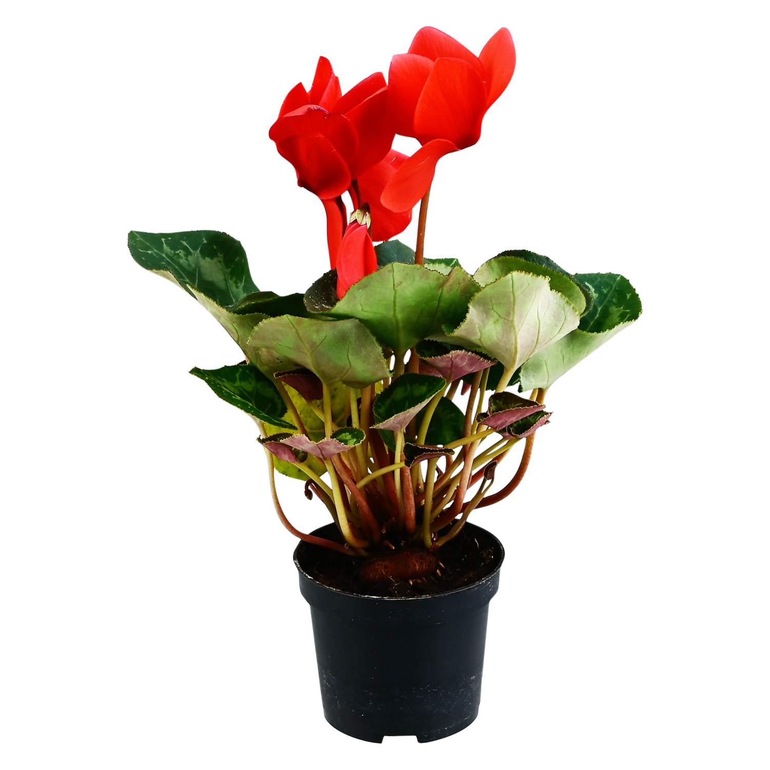 Mini Cyclamen Planta MULTIFLOR Unidad
