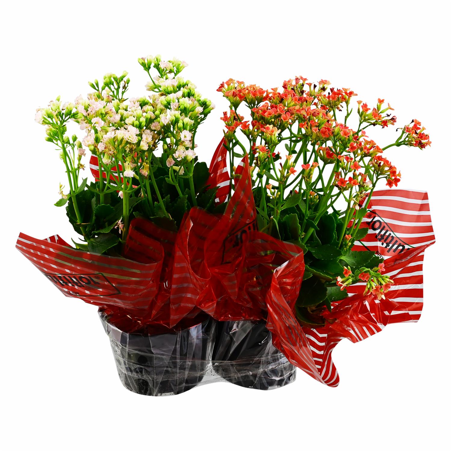 Dúo Planta MULTIFLOR Unidad
