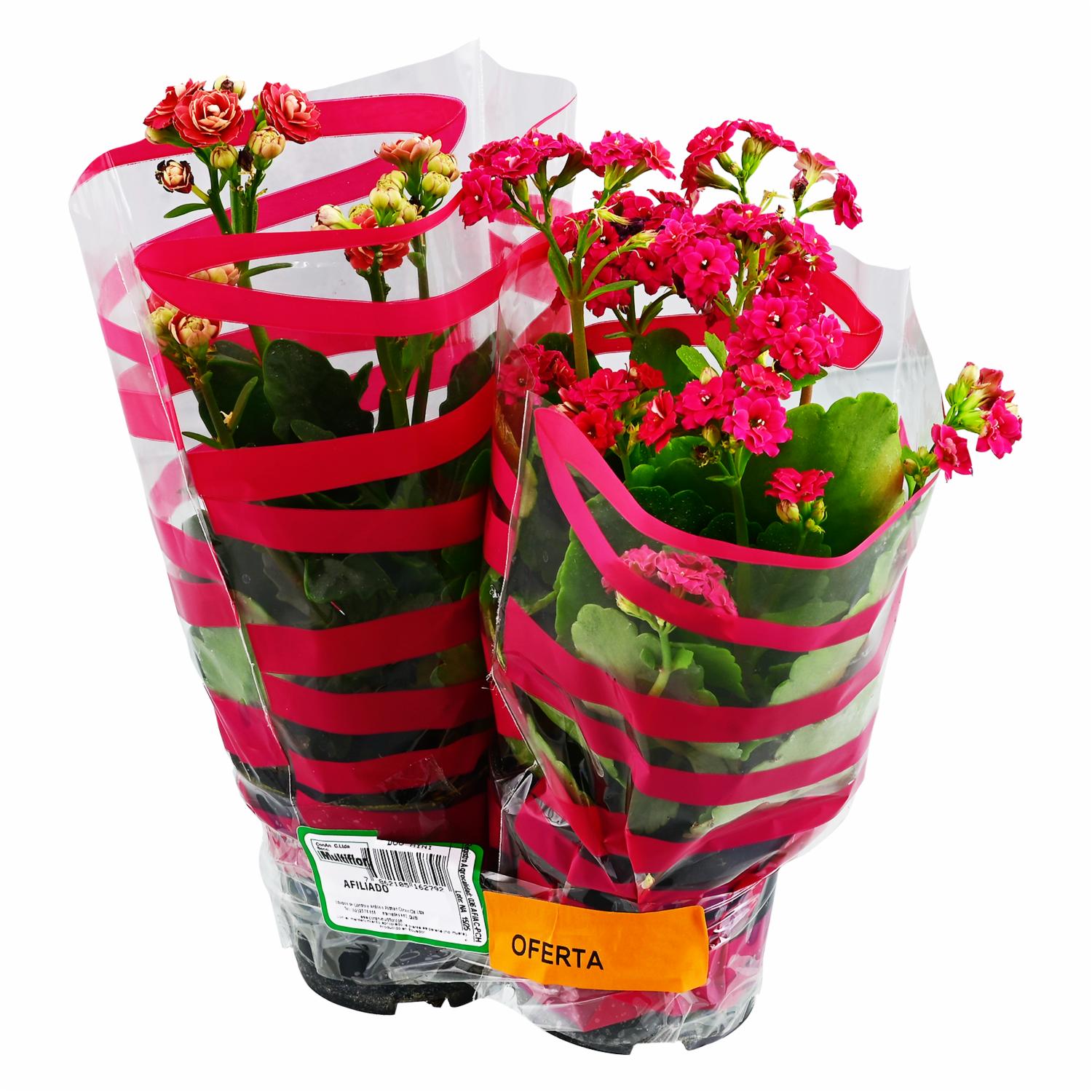 Dúo Mini Planta MULTIFLOR Unidad