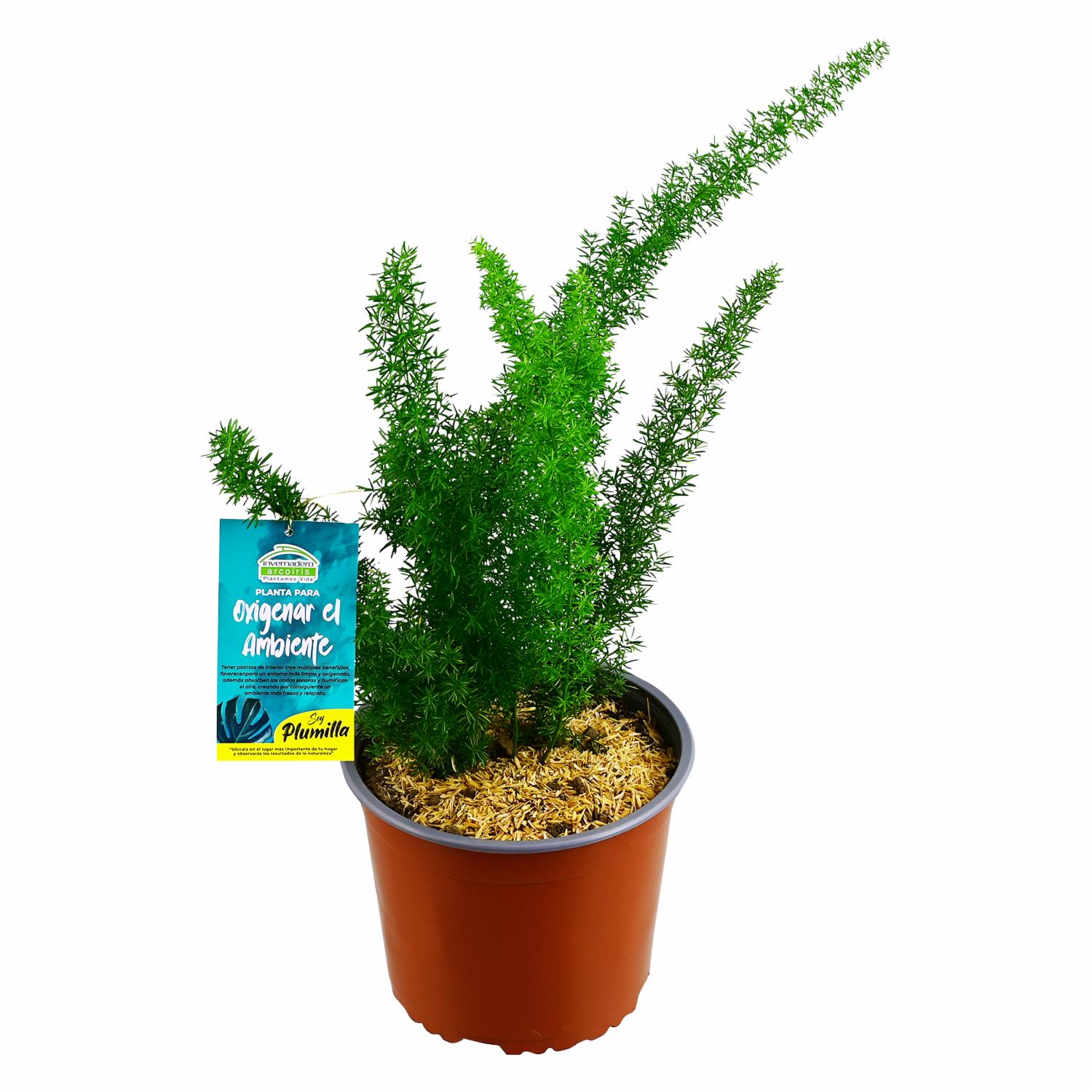 Planta Oxigenante Plumilla DELGADO FABIOLA Unidad