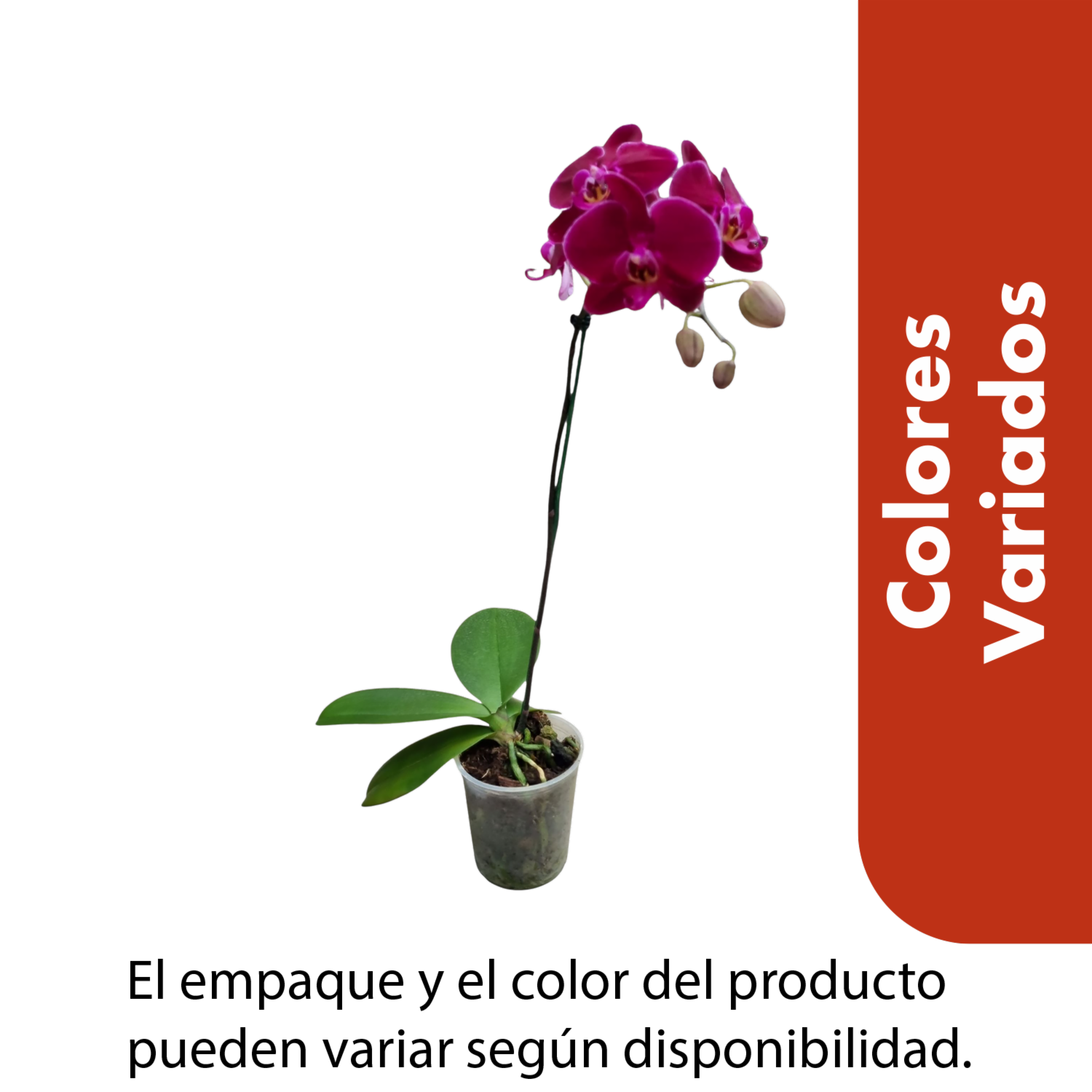 Orquídea Pequeña Colores Variados CONAN Unidad
